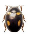 Hyperaspis nana