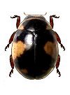 Hyperaspis germaini