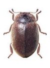 Nothocolus germaini