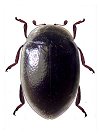 Parasidis porteri