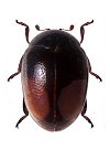 Parasidis porteri