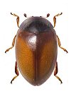Parasidis porteri