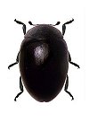Parasidis porteri