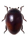 Parasidis porteri