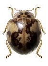 Psyllobora sp. 1