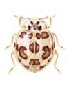 Psyllobora bicongregata