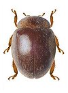 Stenadalia nigrodorsata
