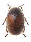 Scymnus rubicundus