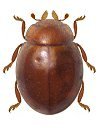 Parasidis porteri