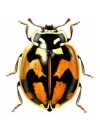 Adalia angulifera