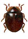 Anisorhizobius funebris
