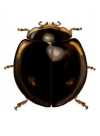 Cheilomenes sexmaculata
