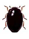 Coccidophilus citricola