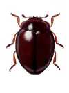 Coccidophilus sp.