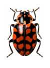 Coleomegilla quadrifasciata