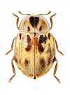 Cranoryssus fairmairei