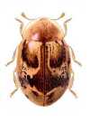 Cranoryssus variegatus