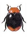 Cryptolaemus montrouzieri