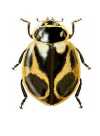Cycloneda ancoralis