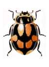 Cycloneda arcula