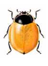 Cycloneda chilena