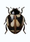 Cycloneda disconsolata