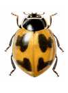 Cycloneda eryngii