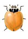Cycloneda fulvipennis