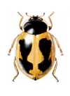 Cycloneda lacrimosa