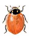 Cycloneda limbicollis