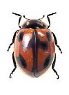 Cycloneda lucasi