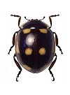 Cycloneda fulvipennis