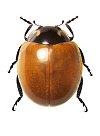 Cycloneda sp. 5