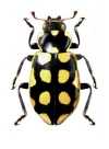 Eriopis andina