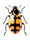 Eriopis connexa chilensis