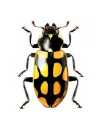Eriopis minima