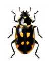 Eriopis magellanica