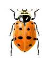 Hippodamia convergens
