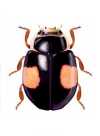 Hyperaspis funesta