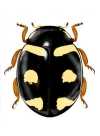 Hyperaspis germaini