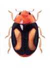 Mimoscymnus laticlavus