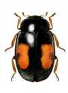 Mimoscymnus macula