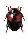 Neorhizobius fuegensis