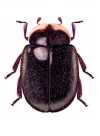Neoryssomus germaini