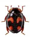 Neorhizobius sanguinolentus