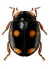 Neorhizobius sp.