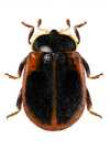 Neoryssomus variabilis