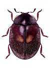 Nothocolus biimpressus
