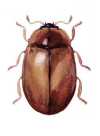 Nothocolus indefinitus