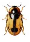 Nothocolus omissus